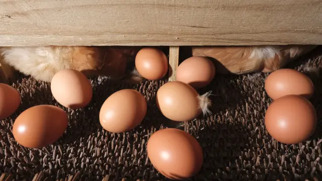 Oeufs 1
